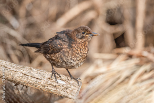 Blackbird, female,