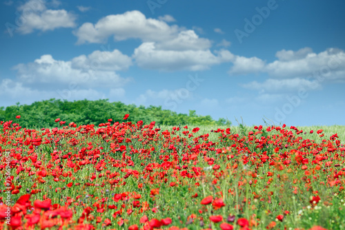 Red poppies flower meadow and blue sky with clouds landscape