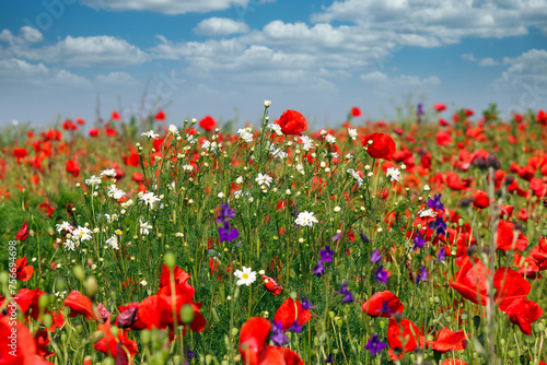 Wildflowers meadow nature background spring season © goce risteski
