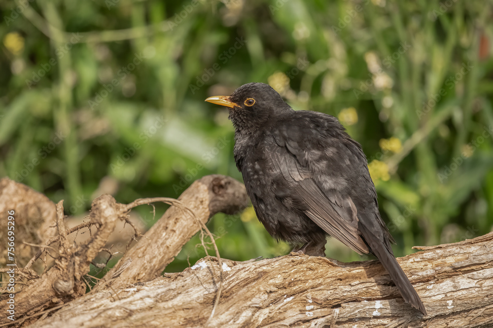 Obraz premium Blackbird, male,