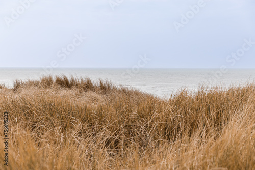 sand dunes and grass