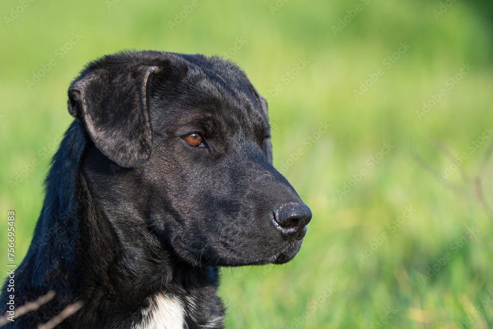 Perros en los campos de noviciado.