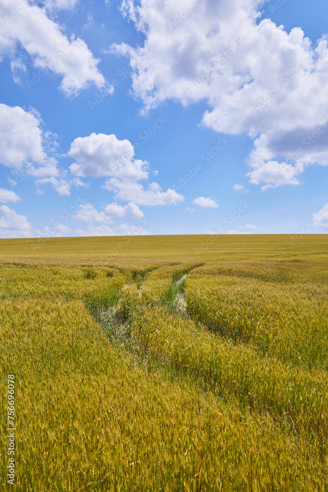 sunny ground road in wheaten field.