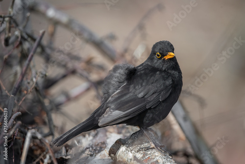 Blackbird, male,