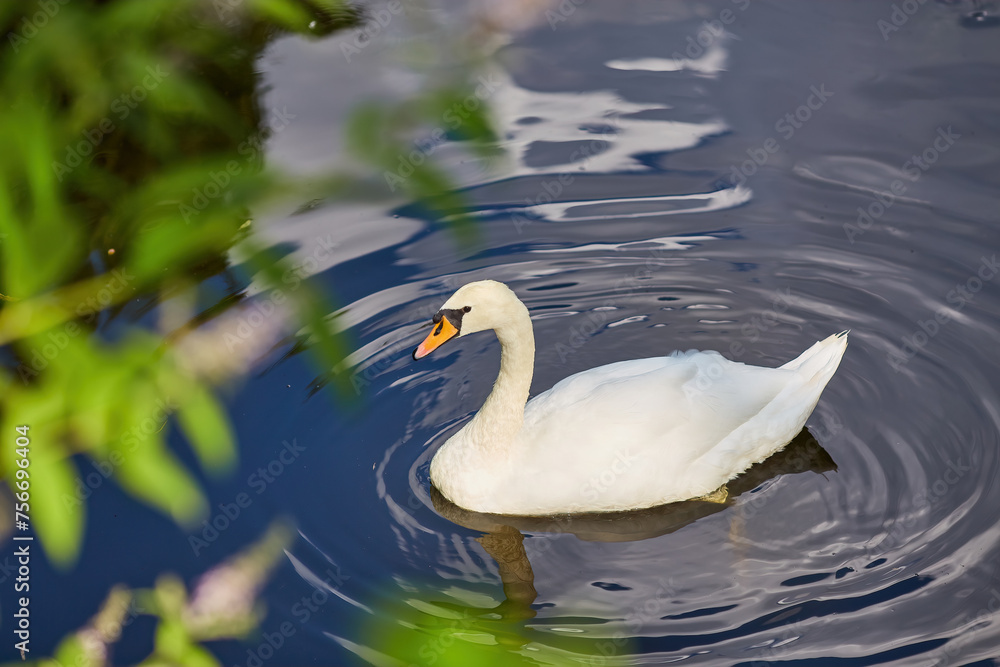 Obraz premium Swan in spring, beautiful waterfowl Swan on the lake in the spring