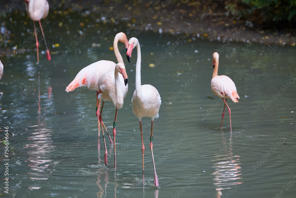 A Flock of Greater Flamingoes wallowing in a pool of water A Flock of Greater Flamingoes wallowing in a pool of water