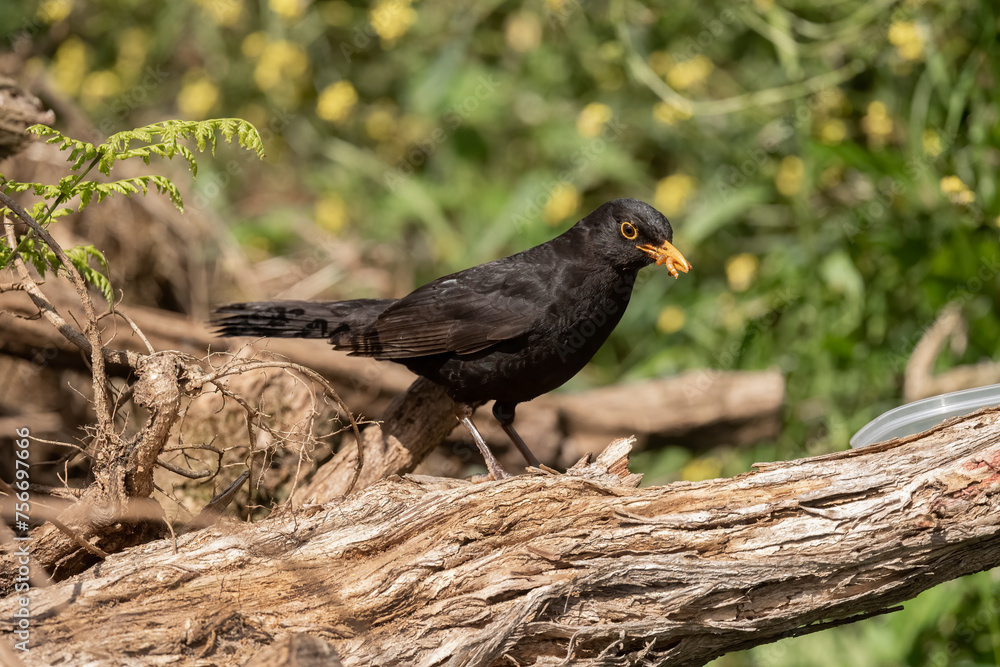 Obraz premium Blackbird, male,