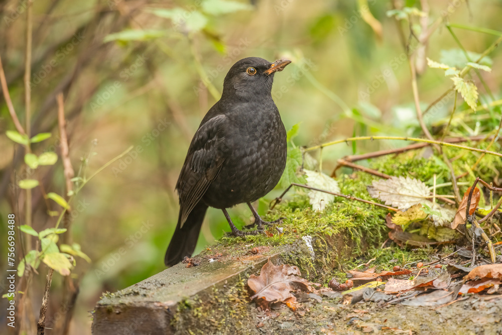 Blackbird, female, Blackbird, female,