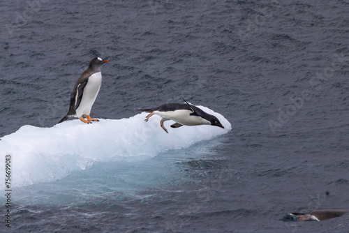 Manchots Adlie et Papou se jetant à l'eau depuis un icebreg photo