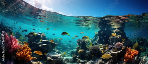 underwater image of tropical fish with coral reef background