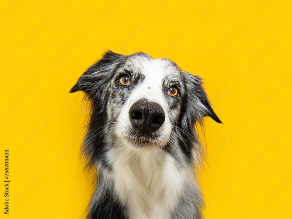 Concentrate, shocked and attentive border collie dog looking at camera. Isolated on yellow background