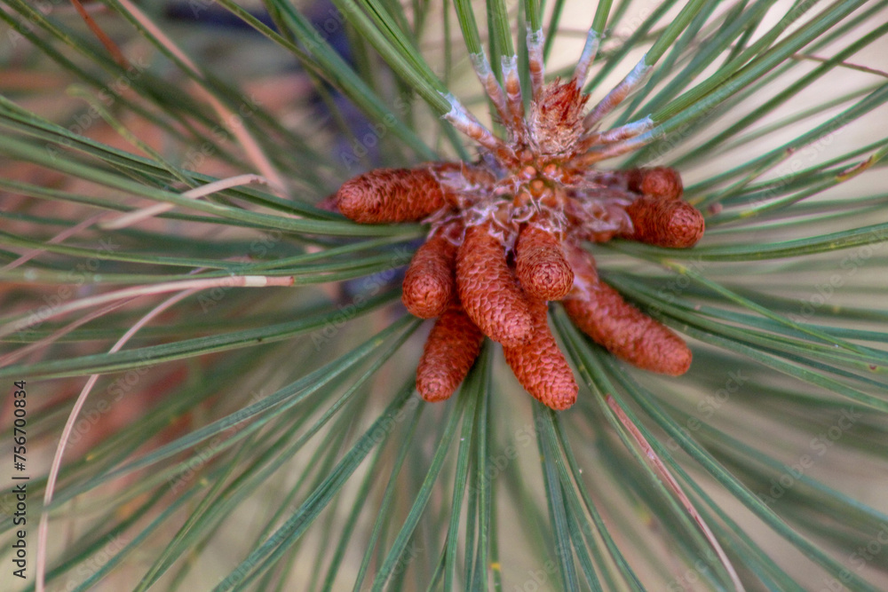 Fototapeta premium pine cones on a branch