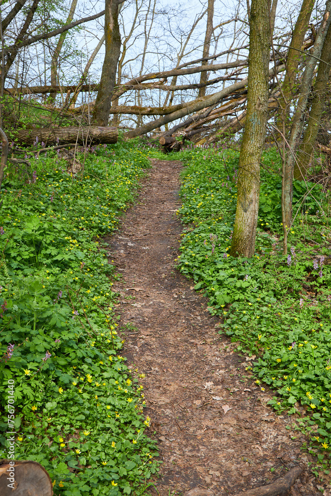 Trail in the blossoming green spring forest