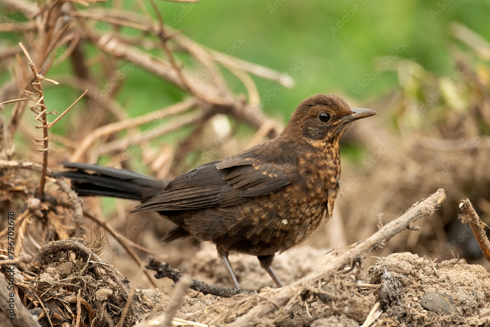 Blackbird, female,