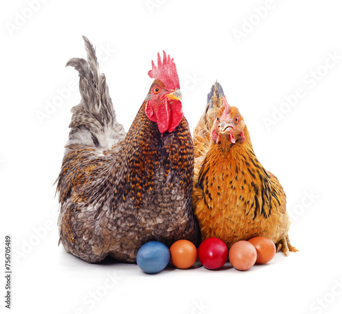 Chicken and rooster with eggs.