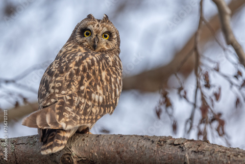 Short-eared Owl (Asio flameus) perched on a branch