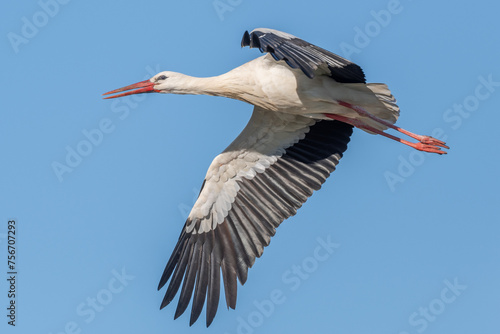 White stork in flight (ciconia ciconia) in spring