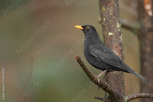 Blackbird, male,