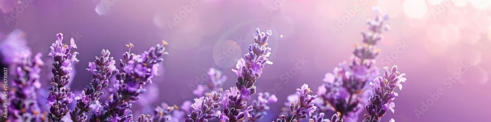 purple abstract background. purple abstract background.