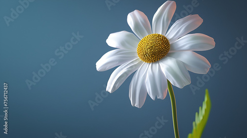 Daisy Flowers, white spring marguerite, white daisy, realistic flower plant, Generative Ai