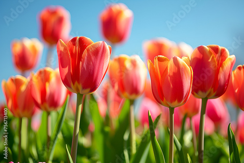 tulip  Flower beds in spring under a clear sky  tulips an Gros plan  Tulips roses sur le champ  Gros plan  Generative Ai