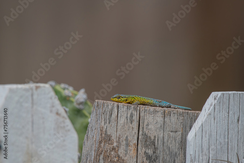 Liolaemus buscando insectos. photo