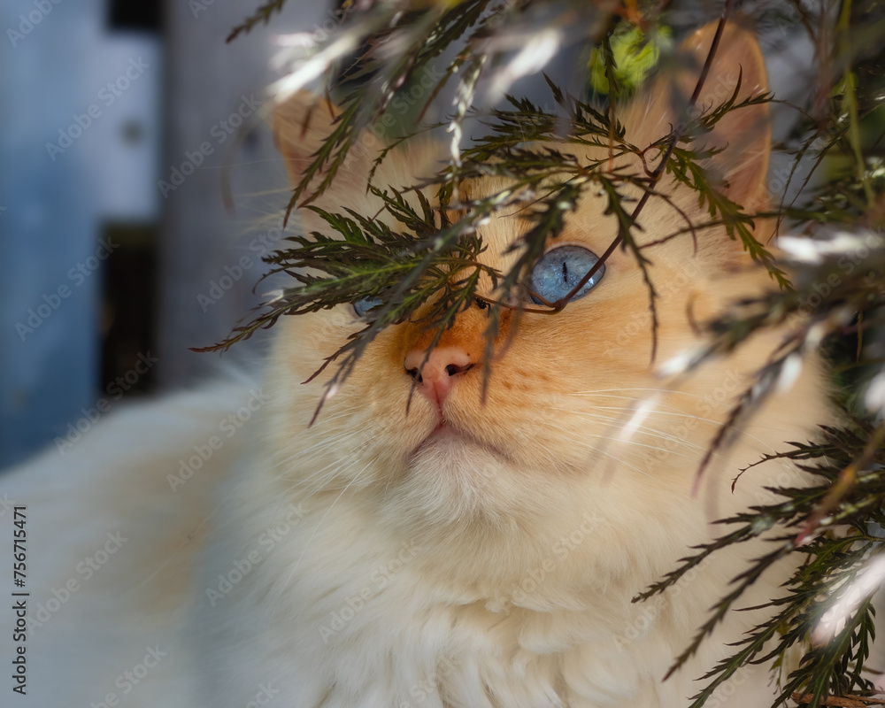 Closeup of a blue-eyed cat who is hiding behind the leaves of a Japanese Maple Closeup of a blue-eyed cat who is hiding behind the leaves of a Japanese Maple