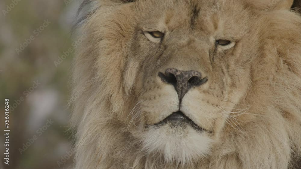 Close up of a lion blinking in africa Close up of a lion blinking in africa