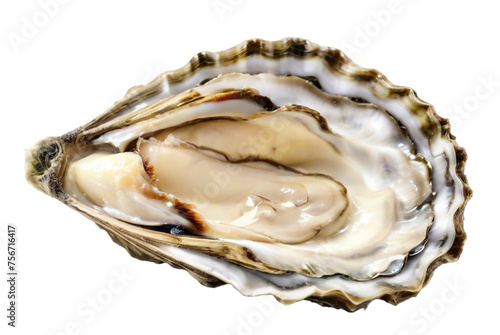 oysters no background.