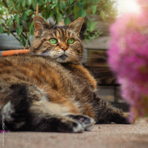 Chubby tabby  cat relaxing in the evening light and admiring pink flowers  photo