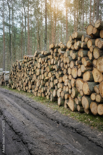 Piles of cut down trees, selective focus. An example of legal deforestation, the impact of exploitative state forest policy in Poland.