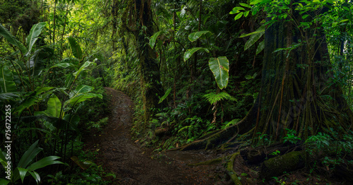 Tropical rainforest with big trees