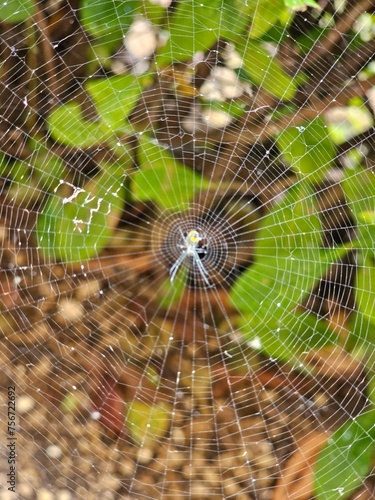 spider web with dew drops