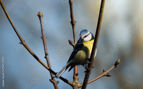 Ein Portrait einer neugierigen Blaumeise, die auf einem Ast sitzt. Ihr lebendiges Blau und Gelb leuchten im weichen Licht des Waldes. Perfekt für Naturthemen und Vogelbeobachtung.