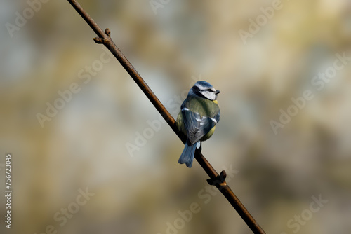 Eine Blaumeise in Aktion, während sie von Ast zu Ast fliegt. Ihr dynamisches Verhalten wird durch die klare Darstellung im Hintergrund hervorgehoben. Ideales Bild für Energie und Bewegung in der Natur
