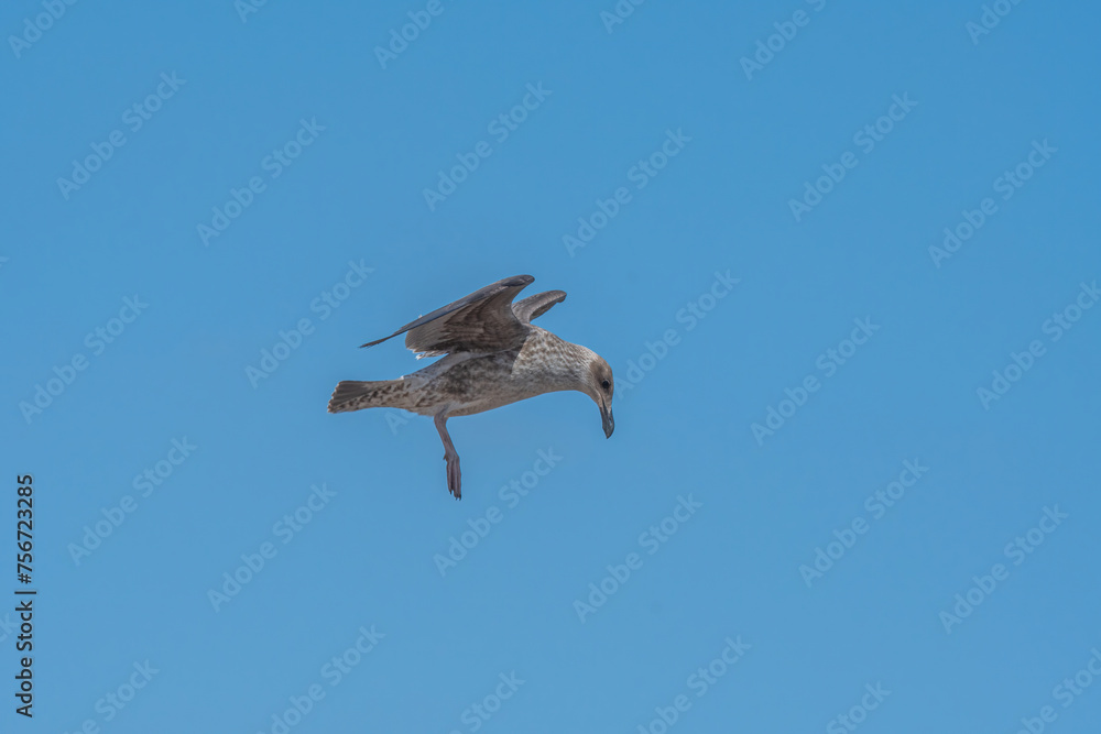 Obraz premium Gaviota lanzando su concha, en las playas de coquimbo.