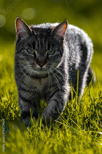chat domestique marchant dans l'herbe, Felis silvestris catus photo