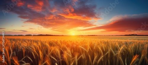 As the sun sets, the sky above the field of wheat turns into a beautiful orange afterglow. The natural landscape is transformed into a picturesque scene at dusk