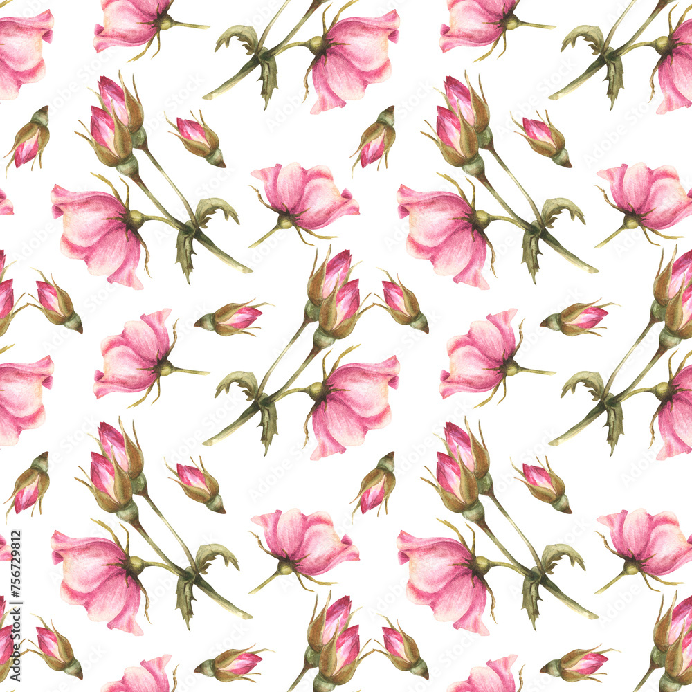 Watercolor pink wild rose hip branch with buds, flowers and leaves, dog or brier rose im bloom. Botanical floral seamless pattern for fabric print. Hand drawn illustration isolated white background.