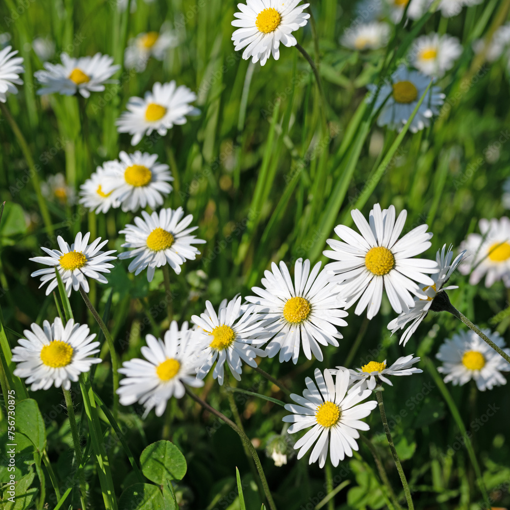 Gänseblümchen, Bellis perennis, in einer Nahaufnahme Gänseblümchen, Bellis perennis, in einer Nahaufnahme
