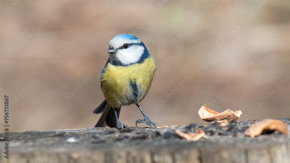 Fototapeta premium great spotted woodpecker