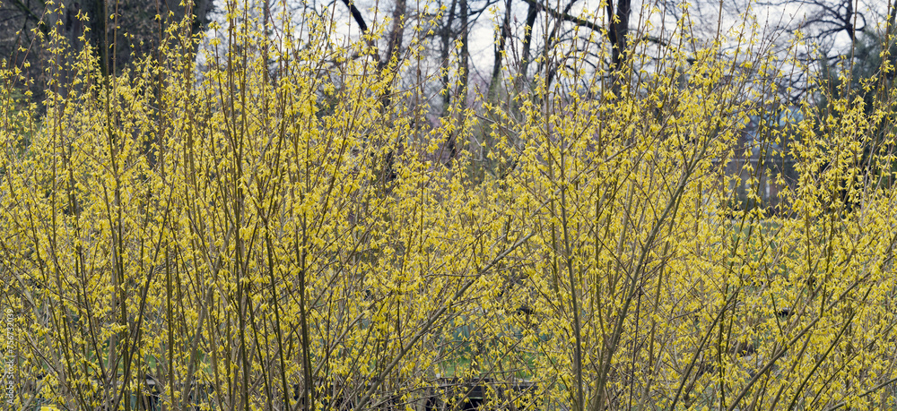 (Forsythia ×intermedia) Border forsythia. Cultivated shrub as ornamental hedge with a profusion of bright yellow flowers on bare purple branches in early-spring before emerge the green foliage
(Forsythia ×intermedia) Border forsythia. Cultivated shrub as ornamental hedge with a profusion of bright yellow flowers on bare purple branches in early-spring before emerge the green foliage
