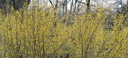  Forsythia   intermedia  Border forsythia. Cultivated shrub as ornamental hedge with a profusion of bright yellow flowers on bare purple branches in early-spring before emerge the green foliage 