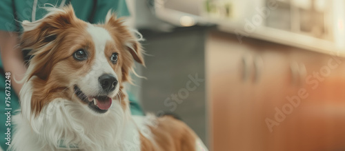 Veterinary Check-up: Dog Exam at Animal Clinic