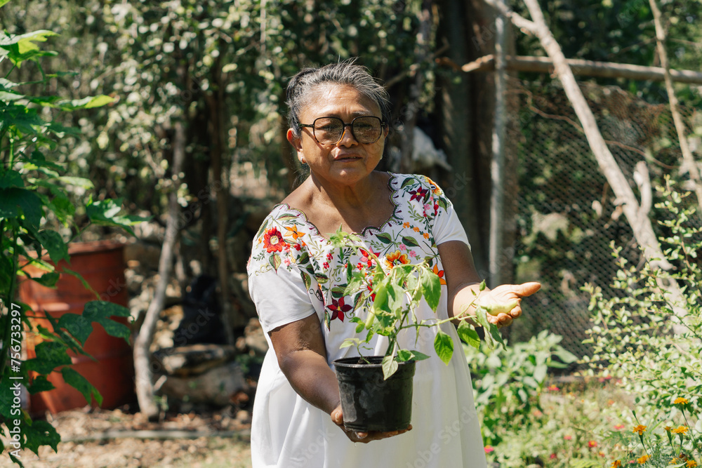 Latina woman working in a field holding a chili plant and looking at the camera. Latina woman working in a field holding a chili plant and looking at the camera.