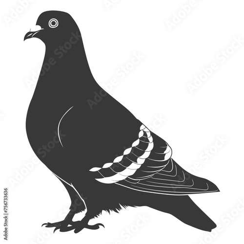 Silhouette pigeon bird animal black color only full body