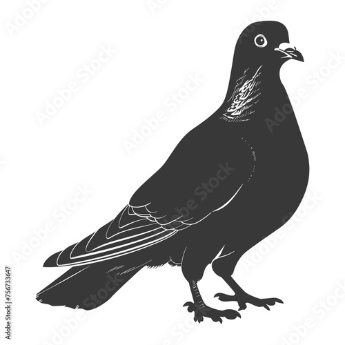 Silhouette pigeon bird animal black color only full body