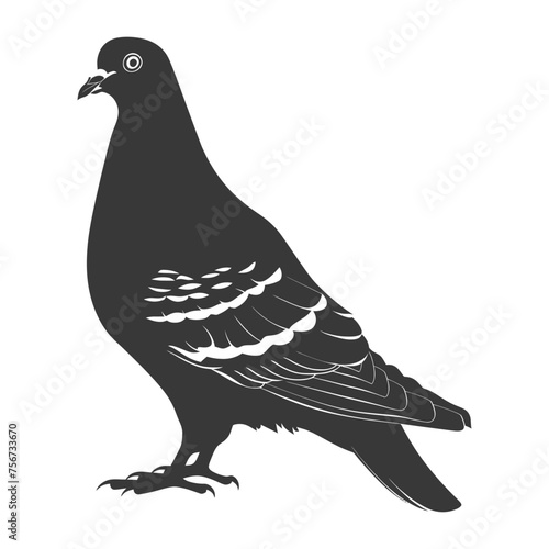 Silhouette pigeon bird animal black color only full body