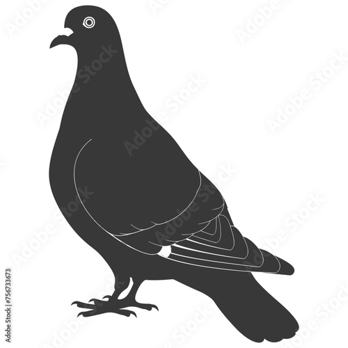 Silhouette pigeon bird animal black color only full body