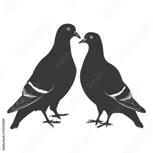 Silhouette pigeon bird animal couple pigeon black color only